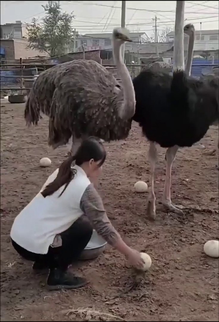Ostrich Feeding And Collect Eggs
