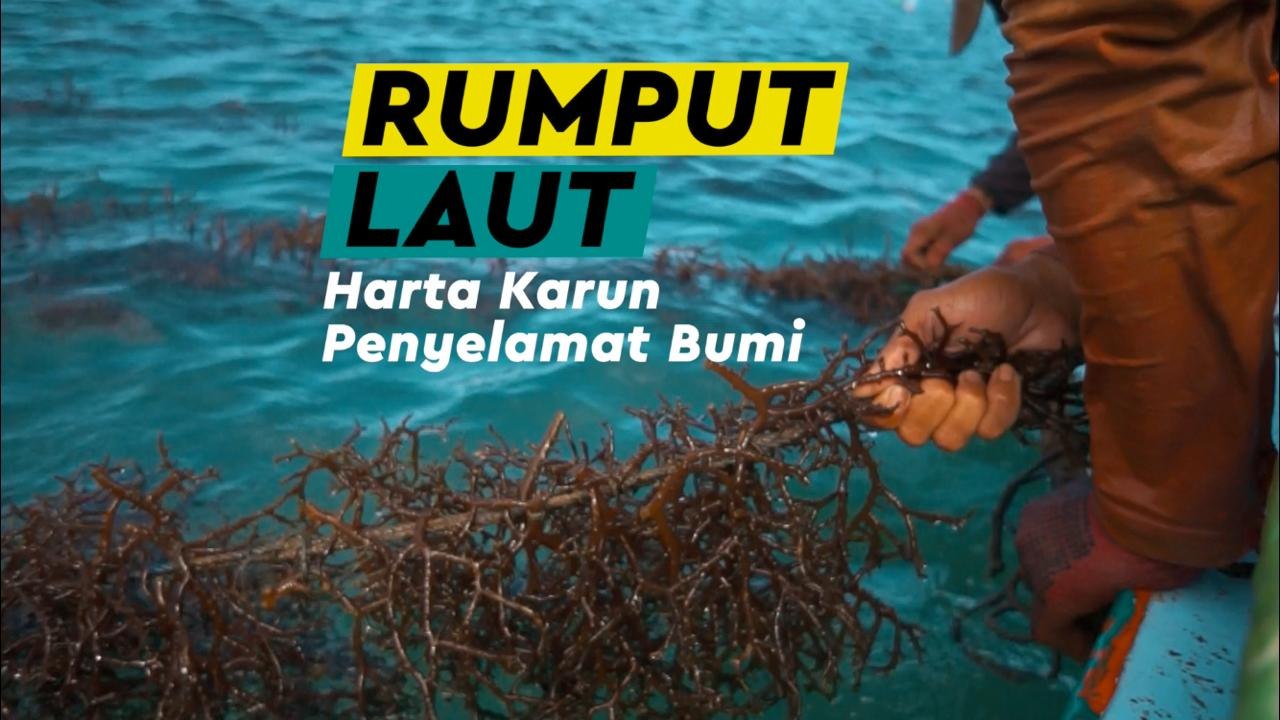 Rumput Laut, Harta Karun yang Menyimpan Manfaat Besar untuk Masa Depan Dunia