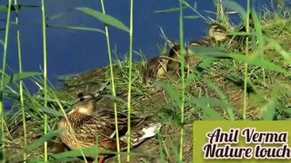 amazing duck farming/amazing duck house/amazing duck sound/nature touch/बतख की दुनिया/By Anil Verma.. 10.