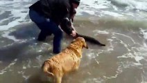 Ces touristes aident un dauphin échoué à  repartir à la mer !