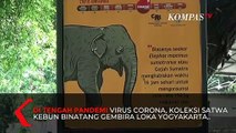 Arinta Anak Gajah Sumatera yang Lahir di Tengah Pandemi Corona