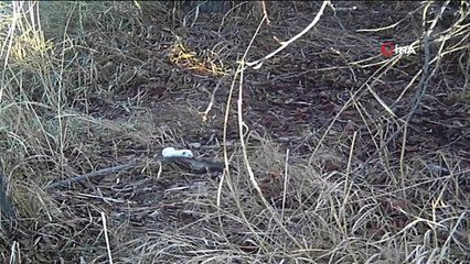 Erzincan’da 'beyaz gelincik' görüntülendi