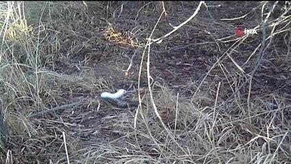 Erzincan'da 'beyaz gelincik' görüntülendi