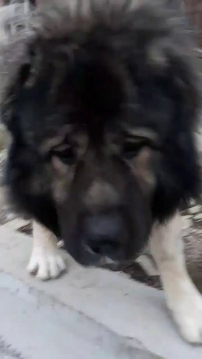 MAHALLEDE ADAMCI KAFKAS COBAN KOPEGi - ANGRY CAUCASiAN SHEPHERD DOG in STREET