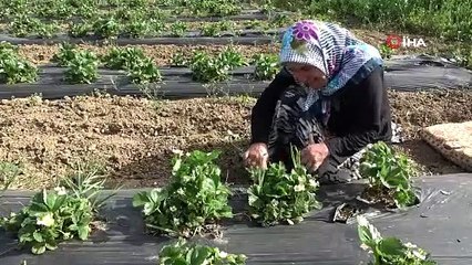 HİBE İLE ÇİLEK TARLALARI OLDU