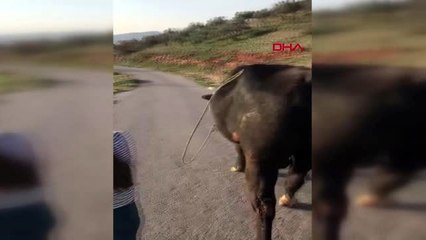 11 yaşındaki Serenay'ın boğa tutkusu