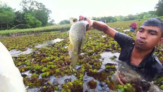 About 500 Peoples Catching Fish Together Using Traditional Fishing Tools!