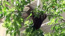 Arılar bina girişindeki ağaca yuva yaptı, vatandaşlar paniğe kapıldı