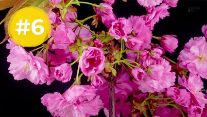 Los espectáculos naturales más impresionantes del planeta