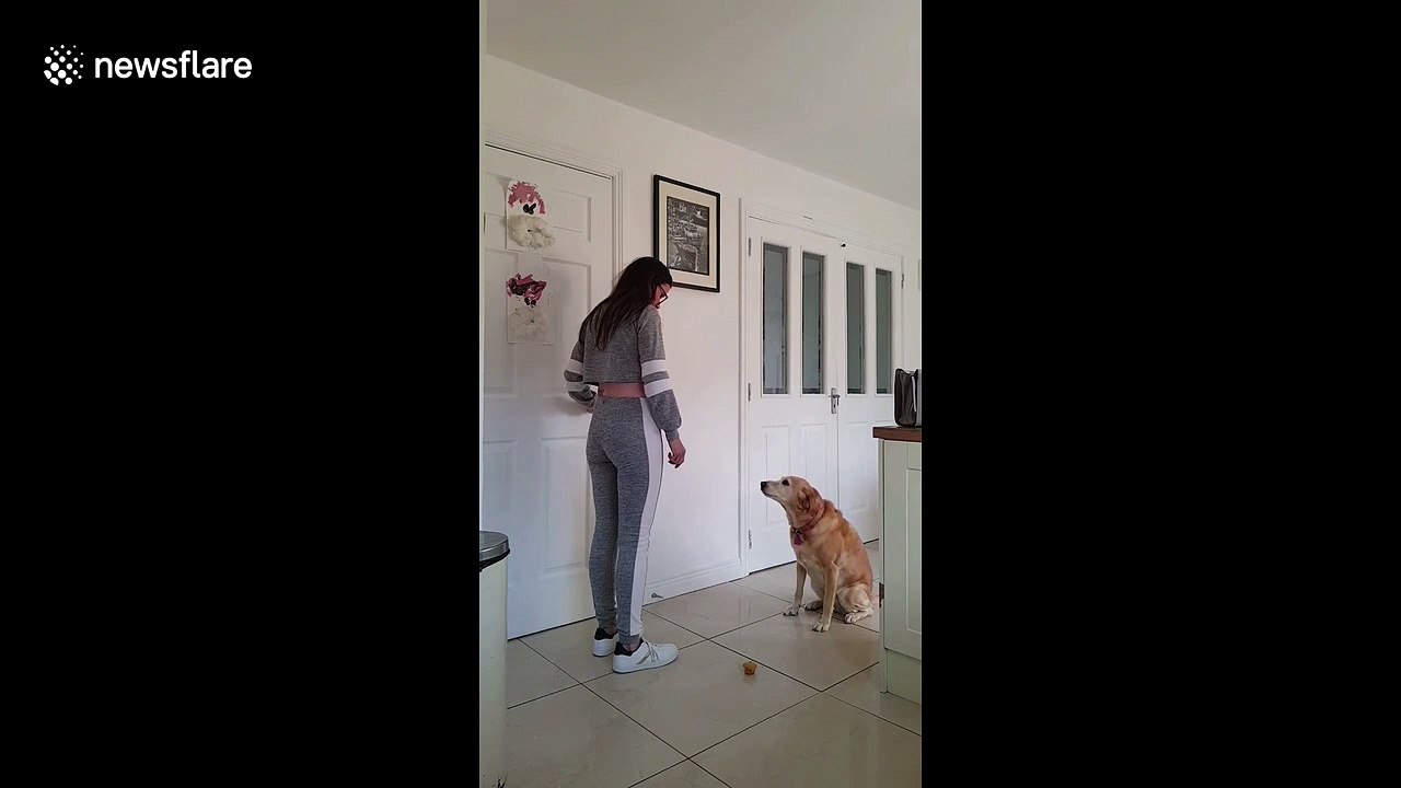 Labrador nails the 'temptation challenge' by remaining remarkably still