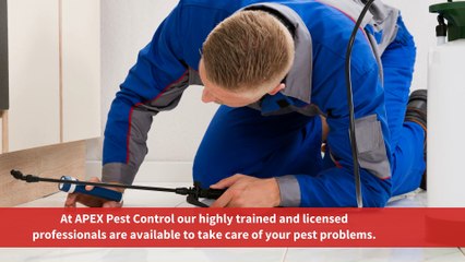 Professional Pest Control Services
