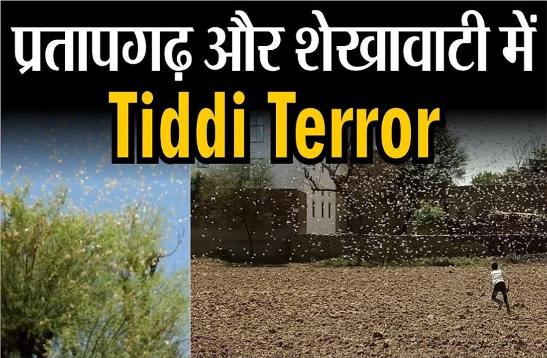 प्रतापगढ़  और शेखावाटी में टिड्डी टेरर