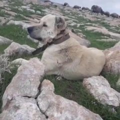 COBAN KOPEGi GOREVi BASINDA GOZLER HEDEFTE - SHEPHERD DOG at MiSSiON SHEEPS