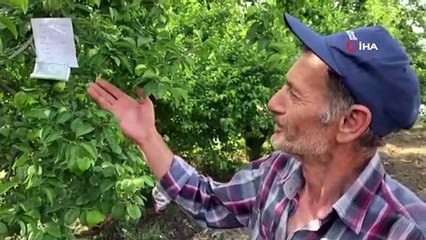 Aşeren hamile eşi için topladığı eriğin parasını ağaca astı