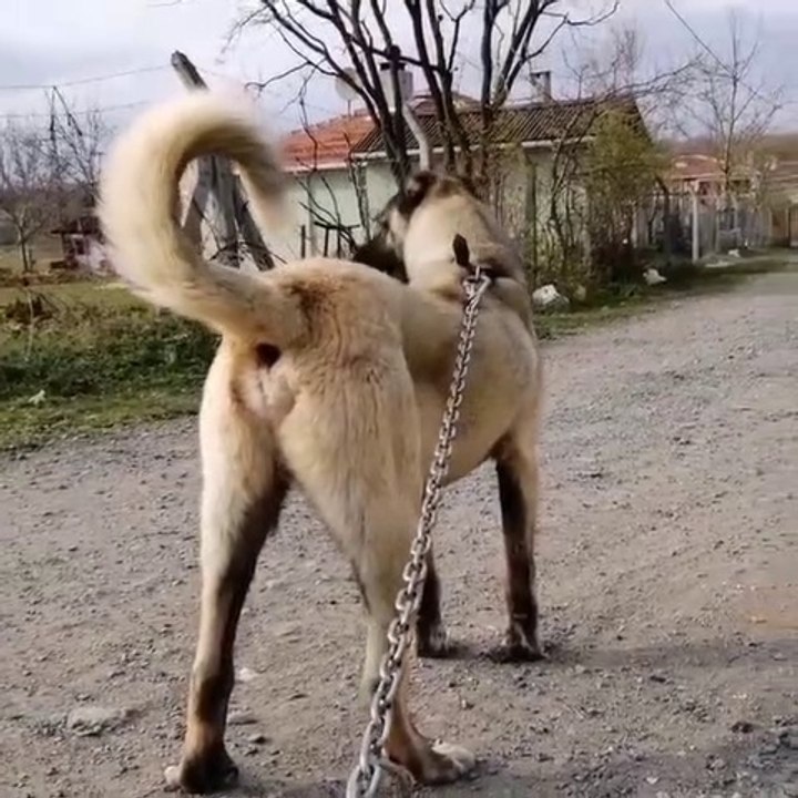 ANADOLU COBAN KOPEGi BiR SEYMi GORDU NE - ANATOLiAN SHEPHERD DOG