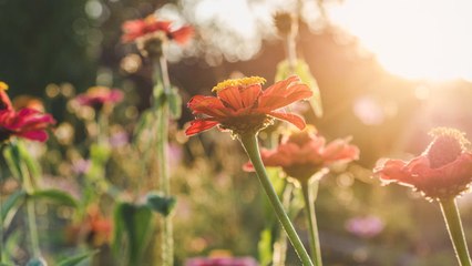 Download Video: Las plantas tienen memoria y también olvidan