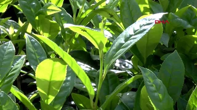 Yasak kalkınca akın akın gelmeye başladılar! Karadeniz'de çay göçü başladı