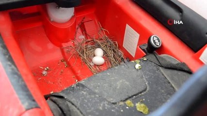 Sokağa çıkmamak için öyle bir nedeni var ki...Arabasındaki kuş yuvasını bozmamak için evinden...