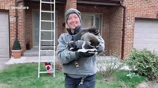 Woman cuddles four baby raccoons found in attic of Toronto home
