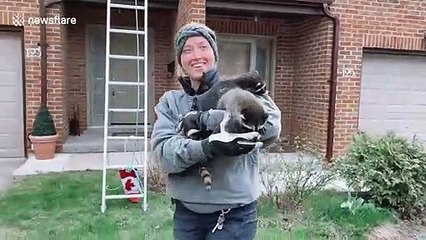 Woman cuddles four baby raccoons found in attic of Toronto home