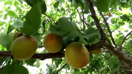 Manisa'da sofralık kayısıda ilk hasat yapıldı