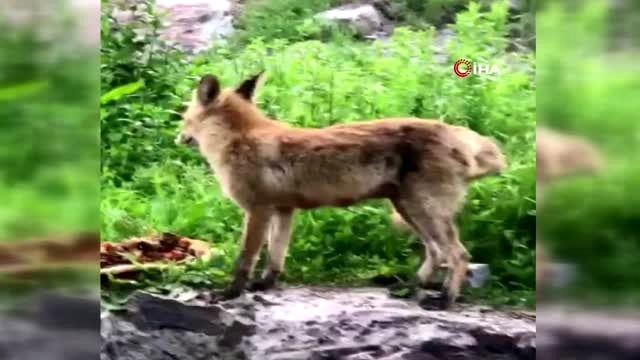 Tilki karnını doyurdu, kurt ise derede böyle serinledi