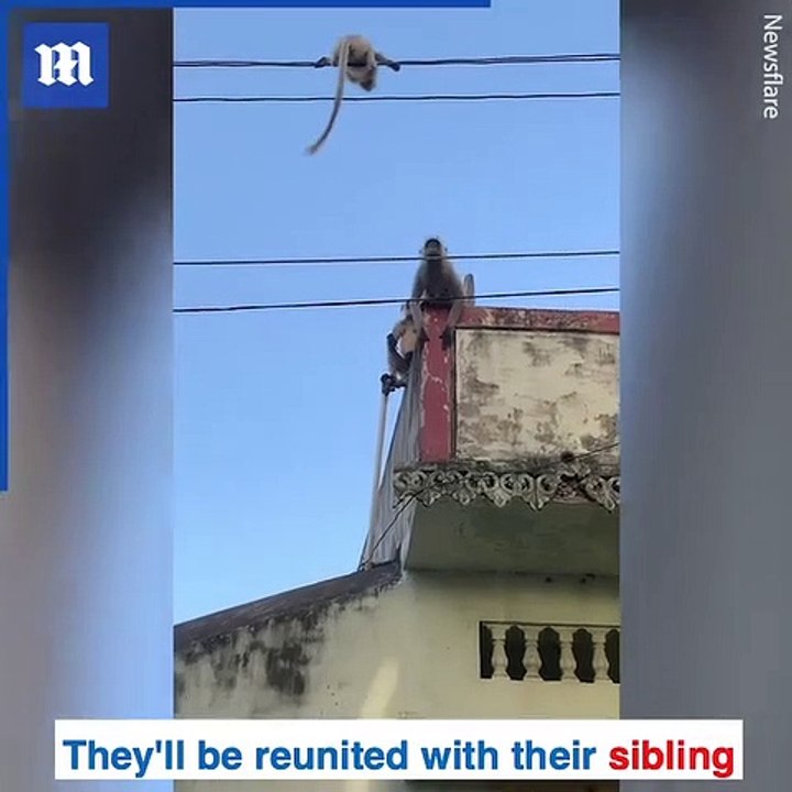 The monkey risks it all in order to save its baby's life!