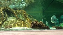 Le Grand Aquarium de Saint-Malo rouvre au public!