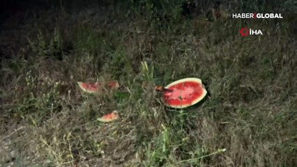 Karpuz tarlasında 'kesmece' hırsızlık