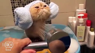 Spa Time Funny animals