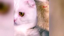 Farklı göz rengine sahip kedi sosyal medyada fenomen oldu