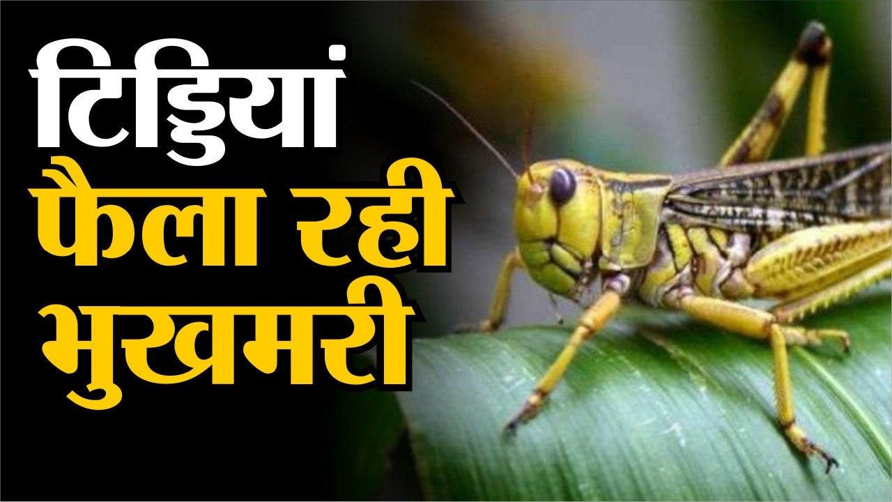 Locust Attack - दुनिया में फैल सकती है भुखमरी