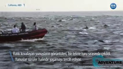 Dev Yunus Sürüsü California Sahillerinde Balık Kovaladı