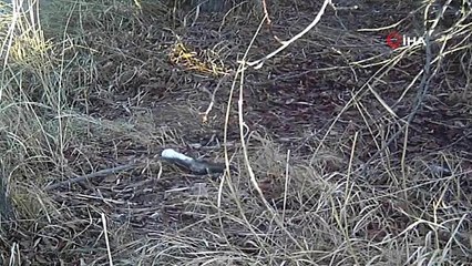 Erzincan’da 'beyaz gelincik' görüntülendi