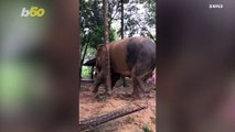 Tree Trunk! Watch This Elephant Use a Whole Tree to Scratch Herself!