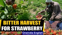 Strawberry farmers face losses due to coronavirus lockdown, sell fruit cheaply | Oneindia News