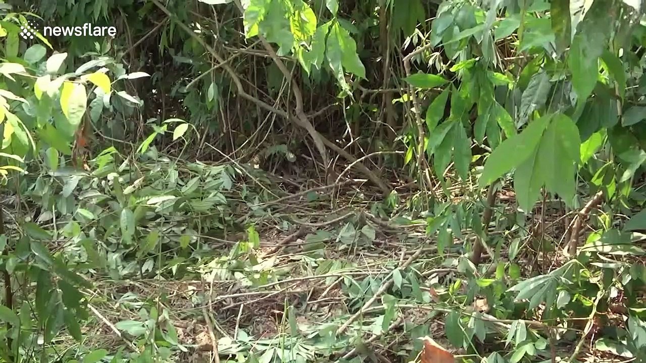 Elephants ransack house after venturing out of jungle while tourists are away due to pandemic in Thailand
