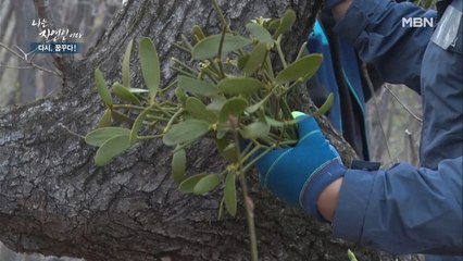 엄나무부터 겨우살이까지?! 걸어 다니는 ]]약초 레이더[[