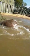 Elephant shows the way to cool off in today's sizzling temperatures in Milton Keynes