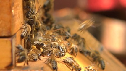 20 maji Dita Ndërkombëtare e Bletës-Lajme