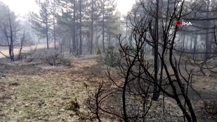 Kütahya'da orman yangını