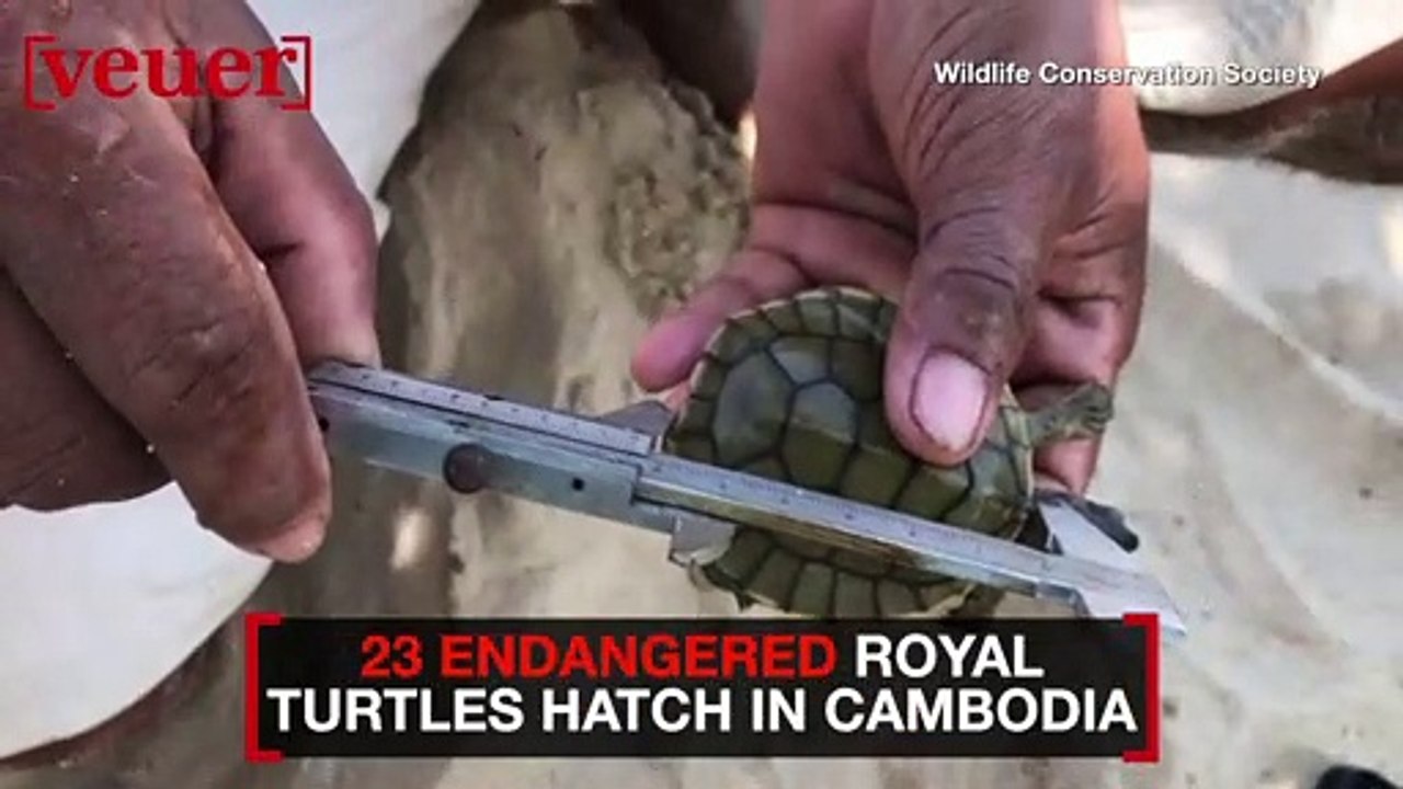 Nearly Two Dozen Endangered Royal Turtles Hatch...