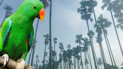 "Save Palmyra Tree and Parrots" - Youngster Request