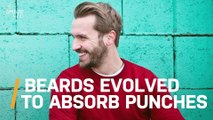 Men's Beards May Have Evolved to Absorb Jaw Punches