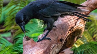 10 Rarest Birds on Earth | CollBold