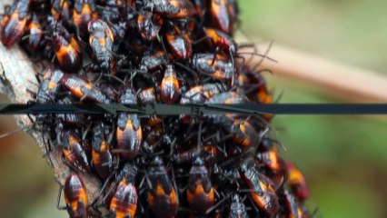 10 SECRET Military Technologies  | CollBold