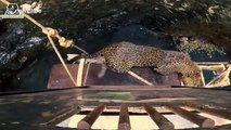 Wildlife officials rescue leopard from drowning in 45-foot-deep well in east India