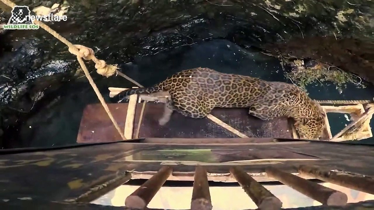 Wildlife officials rescue leopard from drowning...