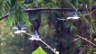 3 colibris magnifiques profitent de la pluie pour se laver