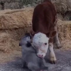 COBAN KOPEGi ile BUZA ARKADASLIGI - SHEPHERD DOG PUPPY with CALF